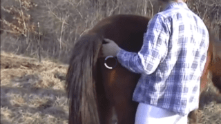 سكس حصان 2022 – الرجل يهتز من الكرات الضخمة للحصان