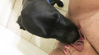 كلب يلحس كس ميلف – امرأة تلبي احتياجاتها الجنسية في سكس حيوانات