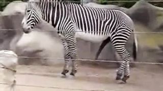 سكس حمار وحشي zebra مقطع نيك حيوانات جديد و حصري